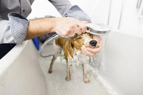 Bathing a cute dog An image of bathing a cute dog Copyright: xZoonar.com/m... Fotos de archivo