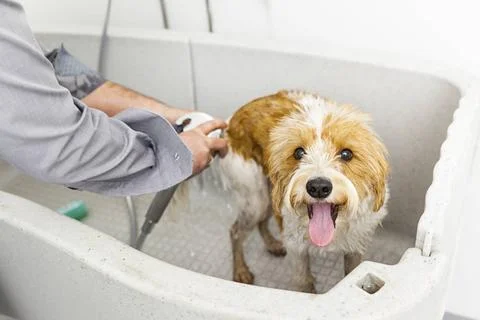 Bathing a cute dog An image of bathing a cute dog Copyright: xZoonar.com/m... Stock Photos