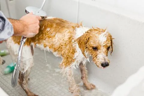 Bathing a cute dog Stock Photos