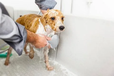 Bathing a cute dog Stock Photos