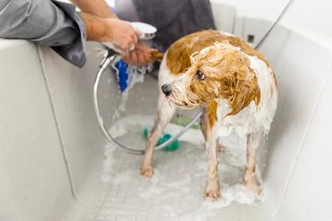 Bathing a cute dog Stock Photos