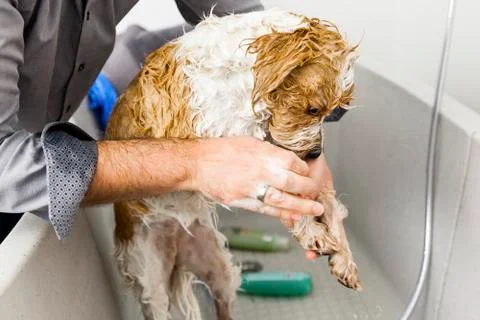 Bathing a cute dog Stock Photos