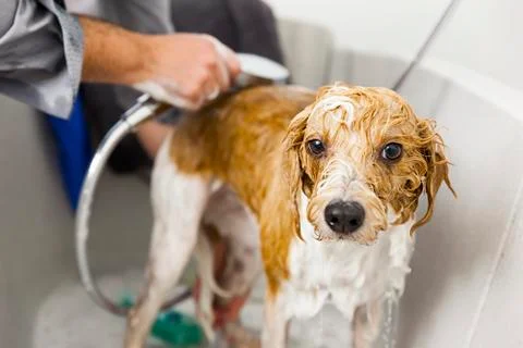 Bathing a cute dog Stock Photos