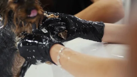 Bathing a dog in the bathroom Stock Footage 79780421