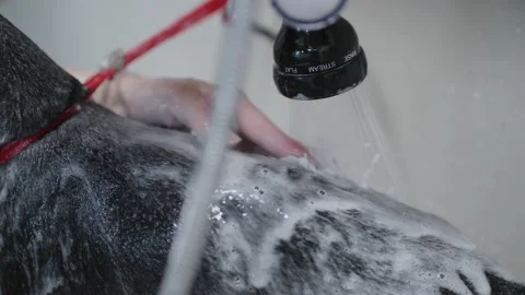 Bathing dog with flea shampoo, owner or groomer is washing dog in bathtub Stock Footage 203976760