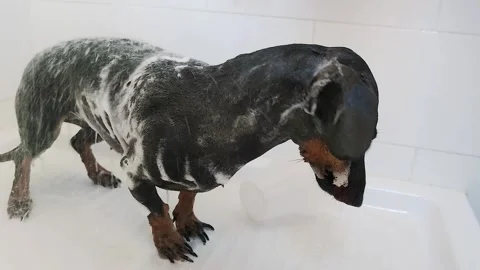 Bathing the Dog with Flea Shampoo, the Owner Washes the Dog in the Bath. Stock Footage 245154765