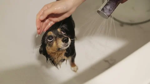 Bathing the Dog Stock Footage 40448637