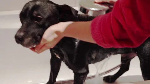 Bathing the Dog Stock Footage 46054715