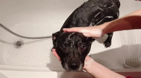 Bathing the Dog Stock Footage 46054731