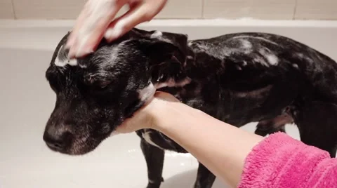 Bathing the Dog Stock Footage 46054785