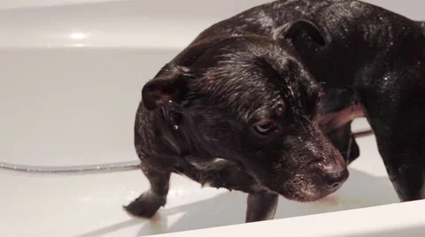 Bathing the Dog Stock Footage 46054808