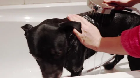 Bathing the Dog Stock Footage 46054868