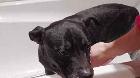 Bathing the Dog Stock Footage 46054886