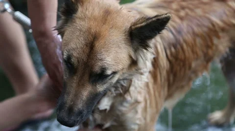 Bathing dog outdoor Stock Footage 66300804