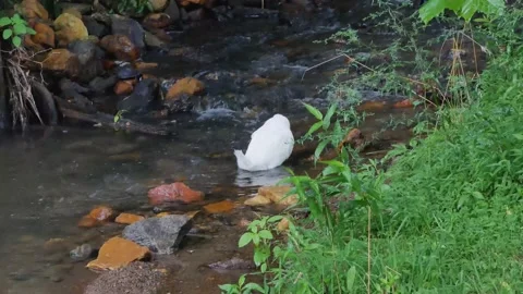 Bathing duck Stock Footage 159812596