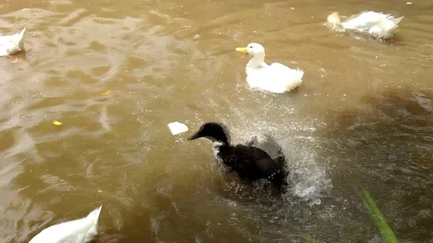 Bathing Ducks Stock Footage 116860541