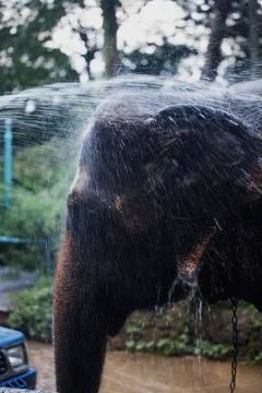 A bathing elephant colored  Stock Photos