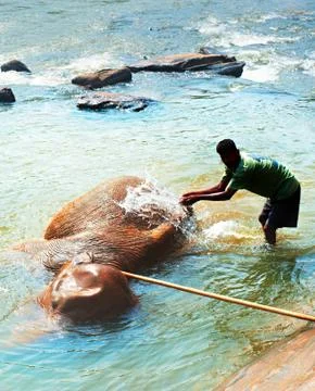 Bathing of elephant Stock Photos