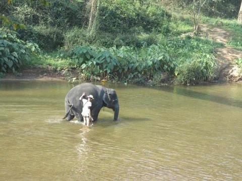 Bathing an elephant Stock Photos