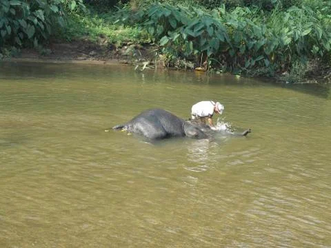 Bathing an elephant Stock Photos