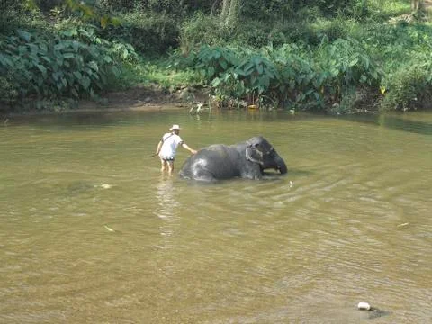 Bathing an elephant Foto stock