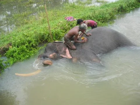 Bathing Elephant Stock Photos