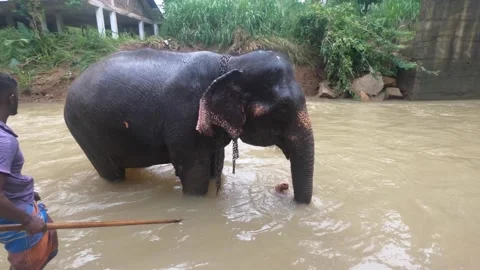 Bathing Elephant Sri Lanka 動画素材 160130650