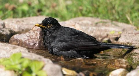 Bathing eurasian blackbird Stock Photos