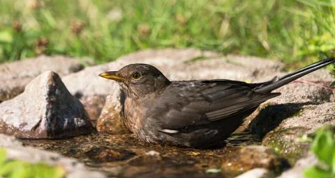 Bathing eurasian blackbird Stock Photos