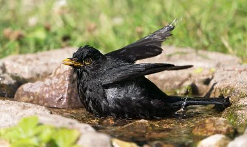 Bathing eurasian blackbird Stock Photos