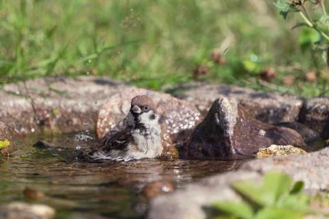 Bathing eurasian tree sparrow Stock Photos