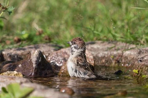 Bathing eurasian tree sparrow Stock Photos