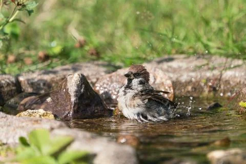 Bathing eurasian tree sparrow Stock Photos