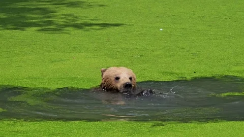 Bathing European brown bear  playing with stick in water of pond on a hot day Stock Footage 340604248