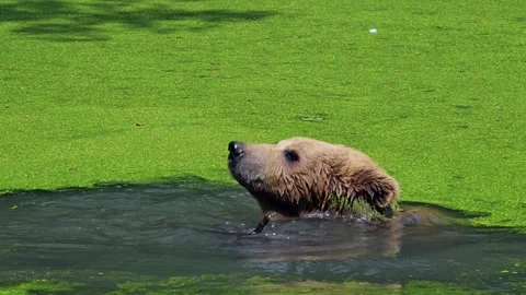 Bathing European brown bear  playing with stick in water of pond on a hot day Stock Footage 340604249