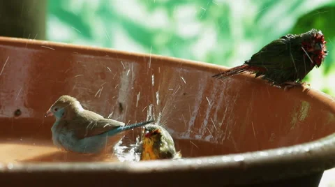 Bathing exotic birds  Stock Footage 879101