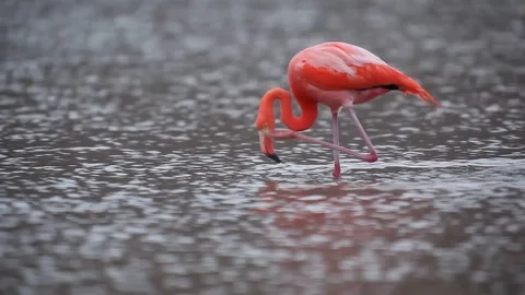Bathing flamingo Stock Footage 111229912
