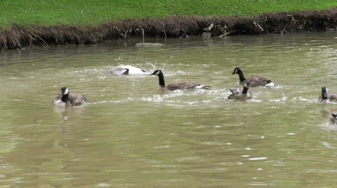 Bathing Geese 1 Stock Footage 754737