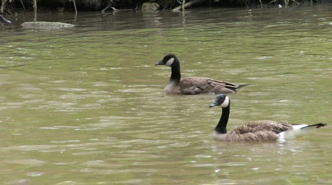 Bathing Geese 2 Stock Footage 755027