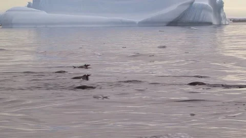 Bathing Gentoo Penguin Stock Footage 170357934