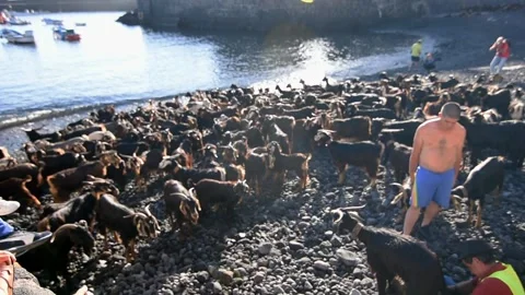 Bathing the goats in Puerto de la Cruz, Tenerife. Saint John day tradition. 1 Stock Footage 199107733
