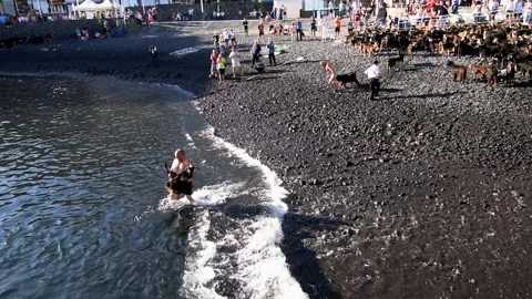 Bathing the goats in Puerto de la Cruz, Tenerife. Saint John day tradition. 3 Video stock 199108417