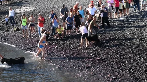 Bathing the goats in Puerto de la Cruz, Tenerife. Saint John day tradition. 4 Stock Footage 199108481