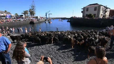 Bathing the goats in Puerto de la Cruz, Tenerife. Saint John day tradition. 5 Vidéo 199108524