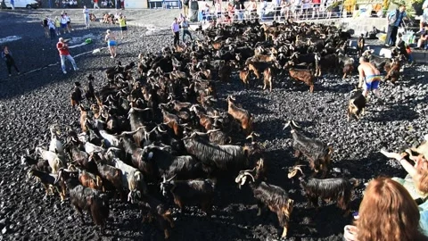 Bathing the goats in Puerto de la Cruz, Tenerife. Saint John day tradition. 6 Video stock 199108529