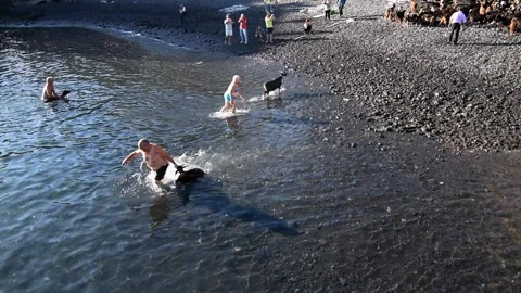 Bathing the goats in Puerto de la Cruz, Tenerife. Saint John day tradition. 7 Video stock 199108580