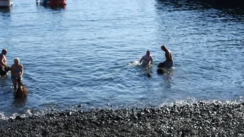 Bathing the goats in Puerto de la Cruz, Tenerife. Saint John day tradition. 8 Vidéo 199109018