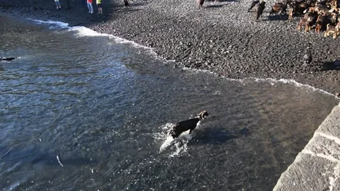 Bathing the goats in Puerto de la Cruz, Tenerife. Saint John day tradition. 11 Video stock 199109244