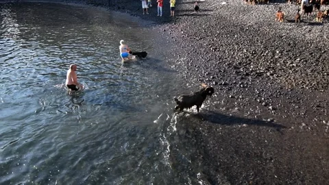 Bathing the goats in Puerto de la Cruz, Tenerife. Saint John day tradition. 15 Stock-Footage 199109576