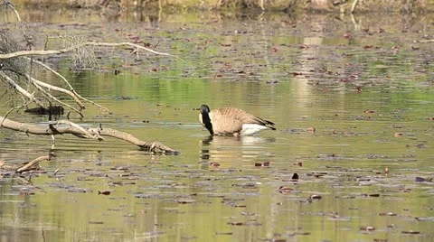 Bathing Goose Stock Footage 10949864